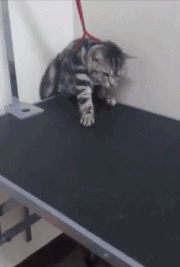海量搞笑GIF动态图片 - Funny GIF Pictures