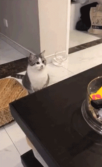 海量搞笑GIF动态图片 - Funny GIF Pictures