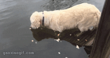 海量搞笑GIF动态图片 - Funny GIF Pictures