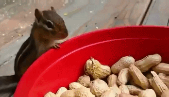 海量搞笑GIF动态图片 - Funny GIF Pictures