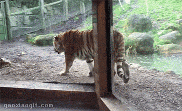 海量搞笑GIF动态图片 - Funny GIF Pictures