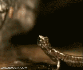 海量搞笑GIF动态图片 - Funny GIF Pictures