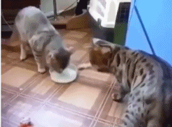 海量搞笑GIF动态图片 - Funny GIF Pictures
