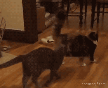 海量搞笑GIF动态图片 - Funny GIF Pictures