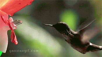 海量搞笑GIF动态图片 - Funny GIF Pictures