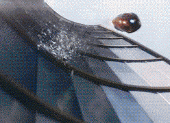 海量搞笑GIF动态图片 - Funny GIF Pictures