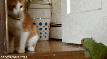 海量搞笑GIF动态图片 - Funny GIF Pictures