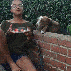 海量搞笑GIF动态图片 - Funny GIF Pictures