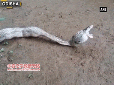 海量搞笑GIF动态图片 - Funny GIF Pictures