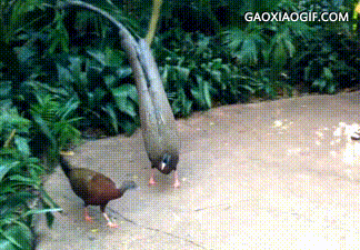 海量搞笑GIF动态图片 - Funny GIF Pictures