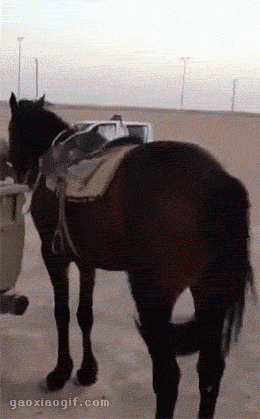 海量搞笑GIF动态图片 - Funny GIF Pictures