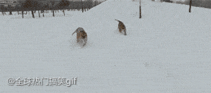 海量搞笑GIF动态图片 - Funny GIF Pictures