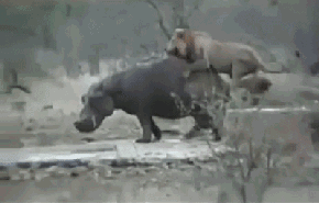 海量搞笑GIF动态图片 - Funny GIF Pictures