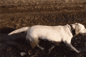 海量搞笑GIF动态图片 - Funny GIF Pictures