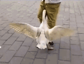 海量搞笑GIF动态图片 - Funny GIF Pictures