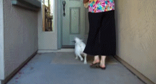 海量搞笑GIF动态图片 - Funny GIF Pictures