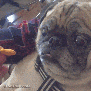 海量搞笑GIF动态图片 - Funny GIF Pictures