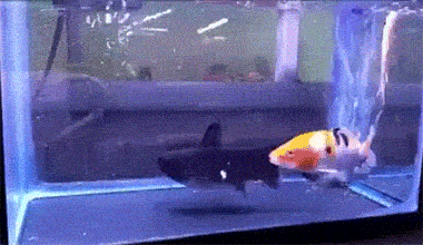 海量搞笑GIF动态图片 - Funny GIF Pictures