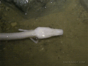 海量搞笑GIF动态图片 - Funny GIF Pictures