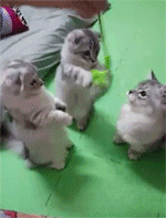 海量搞笑GIF动态图片 - Funny GIF Pictures