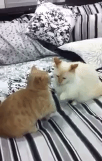 海量搞笑GIF动态图片 - Funny GIF Pictures