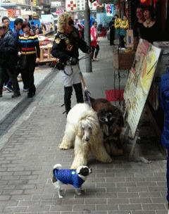 海量搞笑GIF动态图片 - Funny GIF Pictures