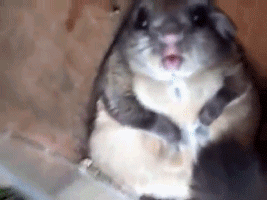 海量搞笑GIF动态图片 - Funny GIF Pictures