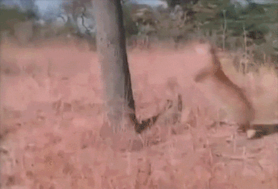 海量搞笑GIF动态图片 - Funny GIF Pictures