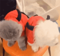 海量搞笑GIF动态图片 - Funny GIF Pictures