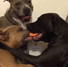 海量搞笑GIF动态图片 - Funny GIF Pictures