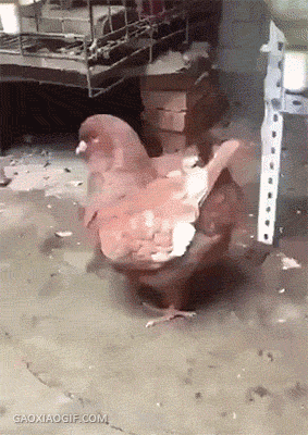 海量搞笑GIF动态图片 - Funny GIF Pictures