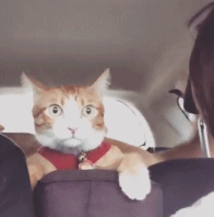 海量搞笑GIF动态图片 - Funny GIF Pictures