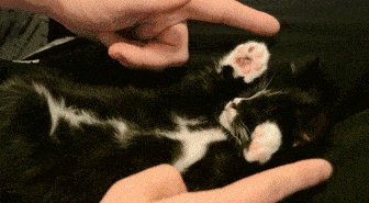 海量搞笑GIF动态图片 - Funny GIF Pictures