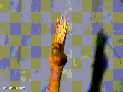 海量搞笑GIF动态图片 - Funny GIF Pictures