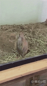 海量搞笑GIF动态图片 - Funny GIF Pictures