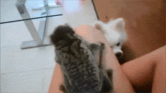 海量搞笑GIF动态图片 - Funny GIF Pictures