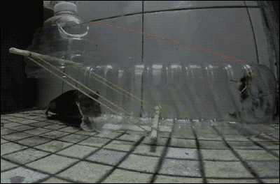 海量搞笑GIF动态图片 - Funny GIF Pictures