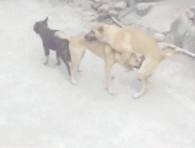 海量搞笑GIF动态图片 - Funny GIF Pictures