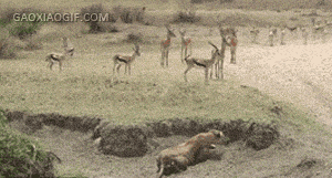 海量搞笑GIF动态图片 - Funny GIF Pictures