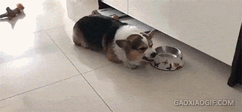 海量搞笑GIF动态图片 - Funny GIF Pictures