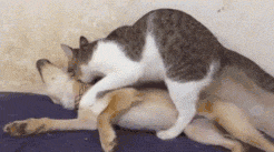 海量搞笑GIF动态图片 - Funny GIF Pictures