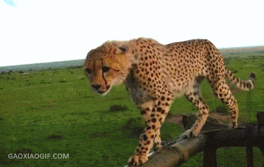 海量搞笑GIF动态图片 - Funny GIF Pictures