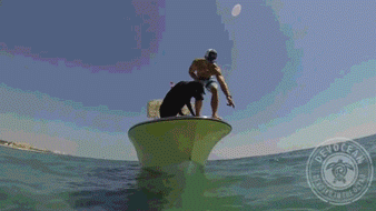 海量搞笑GIF动态图片 - Funny GIF Pictures