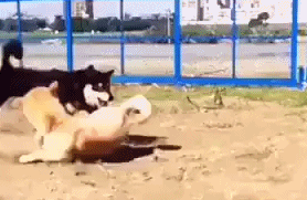 海量搞笑GIF动态图片 - Funny GIF Pictures