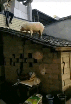 海量搞笑GIF动态图片 - Funny GIF Pictures