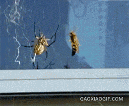 海量搞笑GIF动态图片 - Funny GIF Pictures