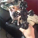 海量搞笑GIF动态图片 - Funny GIF Pictures