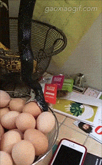 海量搞笑GIF动态图片 - Funny GIF Pictures