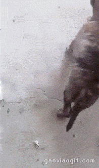 海量搞笑GIF动态图片 - Funny GIF Pictures