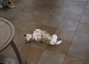 海量搞笑GIF动态图片 - Funny GIF Pictures